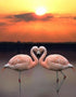 Flamingos & Sunset Landscape